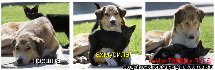 Котоматрица: прешла ахмурила и мы теперь пара