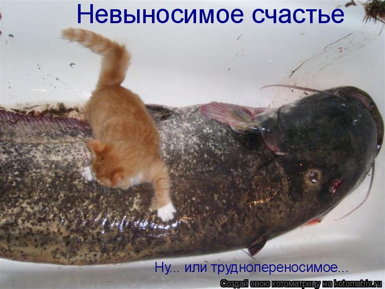 Котоматрица: Невыносимое счастье Ну... или труднопереносимое...