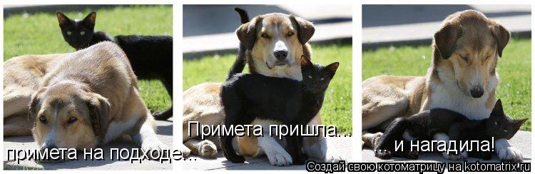 Котоматрица: примета на подходе... Примета пришла... ... и нагадила!