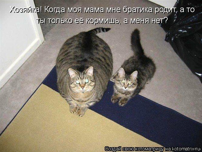 Котоматрица: Хозяйка! Когда моя мама мне братика родит, а то ты только её кормишь, а меня нет?