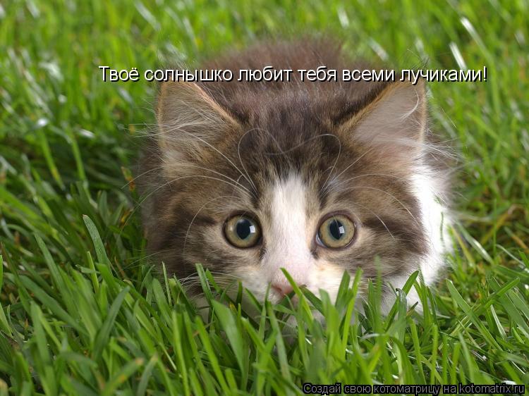 Котоматрица: Твоё солнышко любит тебя всеми лучиками!