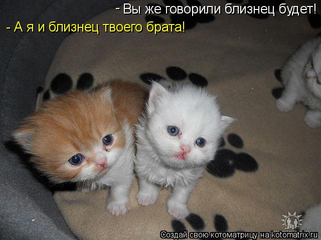 Котоматрица: Вы же говорили близнец будет! - - А я и близнец твоего брата!