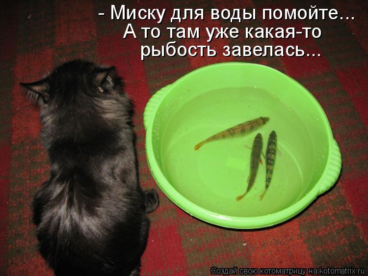 - Миску для воды помойте... А то там уже какая-то рыбость завелась...... Котоматрица: - Миску для воды помойте... А то там уже какая-то рыбость завелась...
