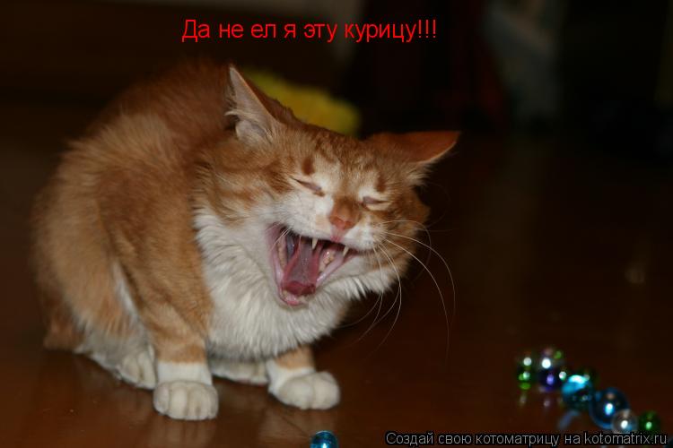 Котоматрица: Да не ел я эту курицу!!!