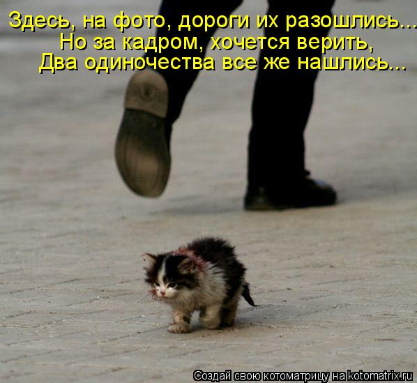 Здесь, на фото, дороги их разошлись... Но за кадром, хочется верить, Два одиночества все же нашлись.... Котоматрица: Здесь, на фото, дороги их разошлись... Но за кадром, хочется верить, Два одиночества все же нашлись...