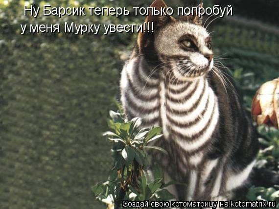 Котоматрица: Ну Барсик теперь только попробуй у меня Мурку увести!!!