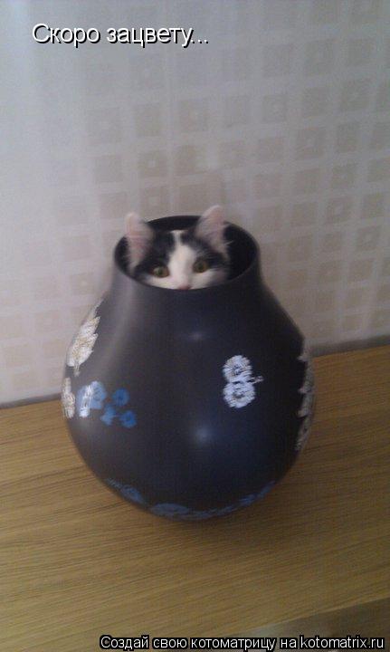 Котоматрица: Скоро зацвету...