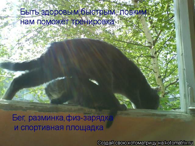 Котоматрица: Быть здоровым,быстрым, ловким нам поможет тренировка Бег, разминка,физ-зарядка и спортивная площадка