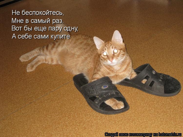 Котоматрица: Не беспокойтесь, Мне в самый раз. Вот бы еще пару одну, А себе сами купите
