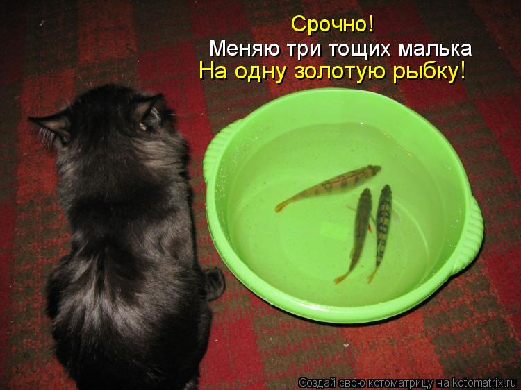 Котоматрица: На одну золотую рыбку! Меняю три тощих малька Срочно!