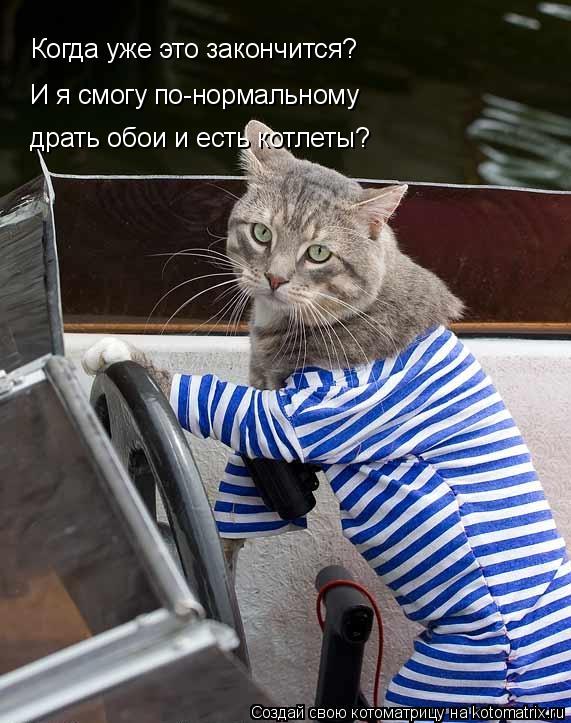 Котоматрица: Когда уже это закончится? И я смогу по-нормальному  драть обои и есть котлеты?