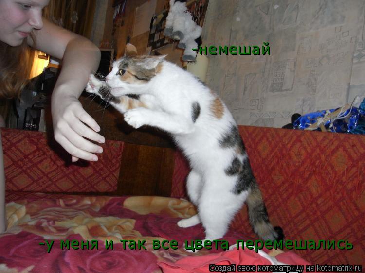 Котоматрица: -немешай  -у меня и так все цвета перемешались