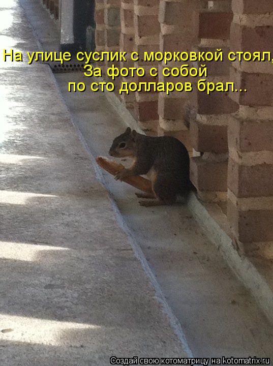 Котоматрица: На улице суслик с морковкой стоял, За фото с собой  по сто долларов брал...