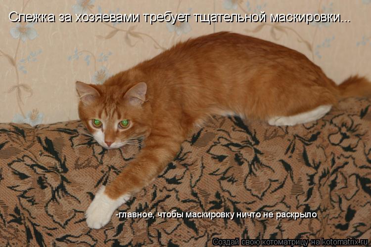 Котоматрица: -главное, чтобы маскировку ничто не раскрыло Слежка за хозяевами требует тщательной маскировки...