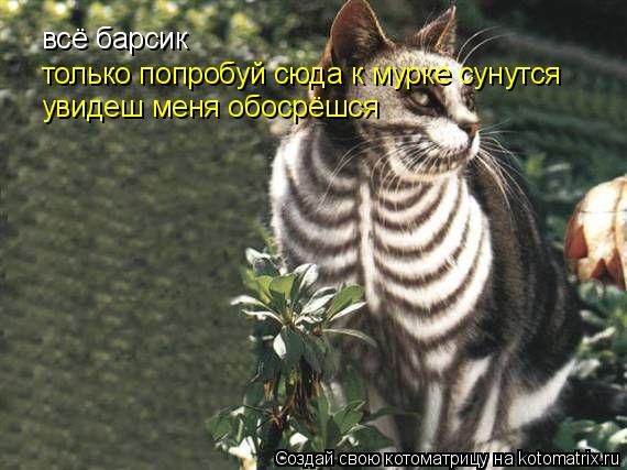 Котоматрица: всё барсик  только попробуй сюда к мурке сунутся увидеш меня обосрёшся