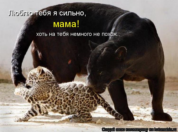 Котоматрица: мама! хоть на тебя немного не похож.. Люблю тебя я сильно,