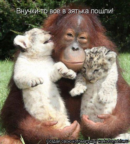 Котоматрица: Внучки-то все в зятька пошли!