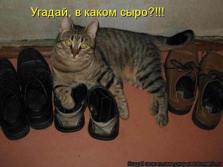 Котоматрица: Угадай, в каком сыро?!!!