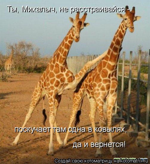 Котоматрица: Ты, Михалыч, не расстраивайся - поскучает там одна в ковылях, да и вернется!
