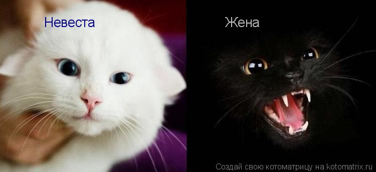 Котоматрица: Невеста Жена