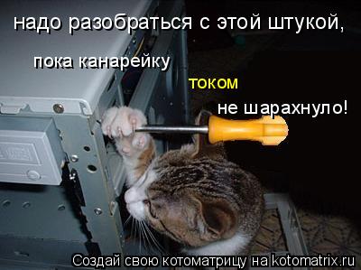 Котоматрица: надо разобраться с этой штукой, пока канарейку  током не шарахнуло!