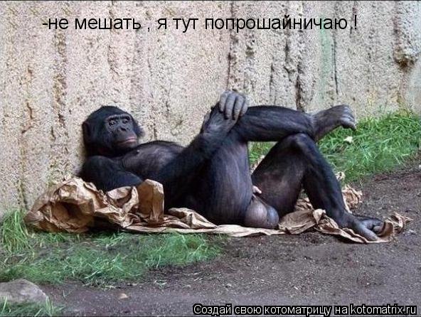 Котоматрица: -не мешать , я тут попрошайничаю !