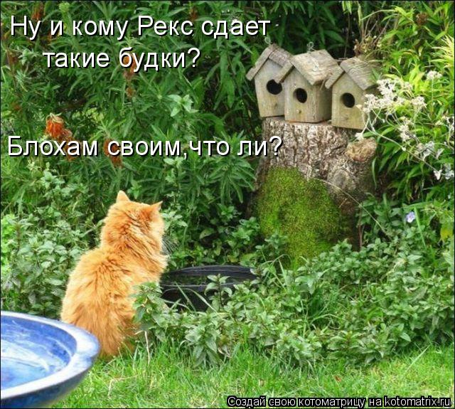 Котоматрица: Ну и кому Рекс сдает такие будки? Блохам своим,что ли?
