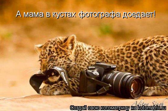 Котоматрица: А мама в кустах фотографа доедает!