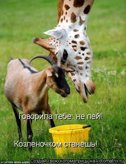Котоматрица: Говорила тебе: не пей!  Козленочком станешь!