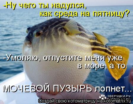 Котоматрица: -Ну чего ты надулся, как среда на пятницу? -Умоляю, отпустите меня уже в море, а то  МОЧЕВОЙ ПУЗЫРЬ лопнет...