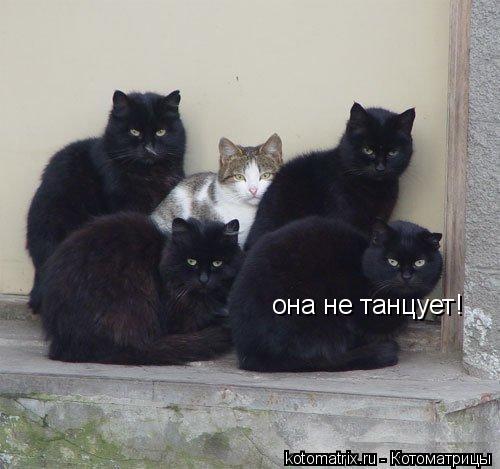 Котоматрица: она не танцует!