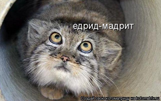 Котоматрица: едрид-мадрит