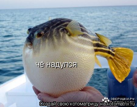 Котоматрица: чё надулся