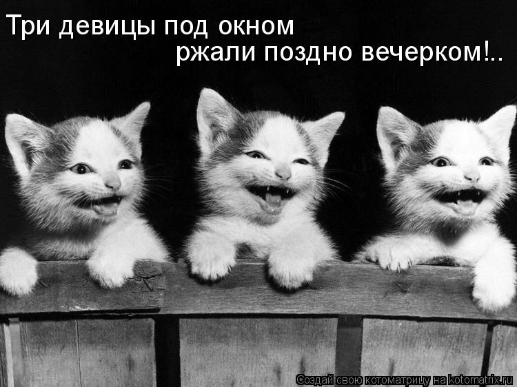 Котоматрица: Три девицы под окном ржали поздно вечерком!..