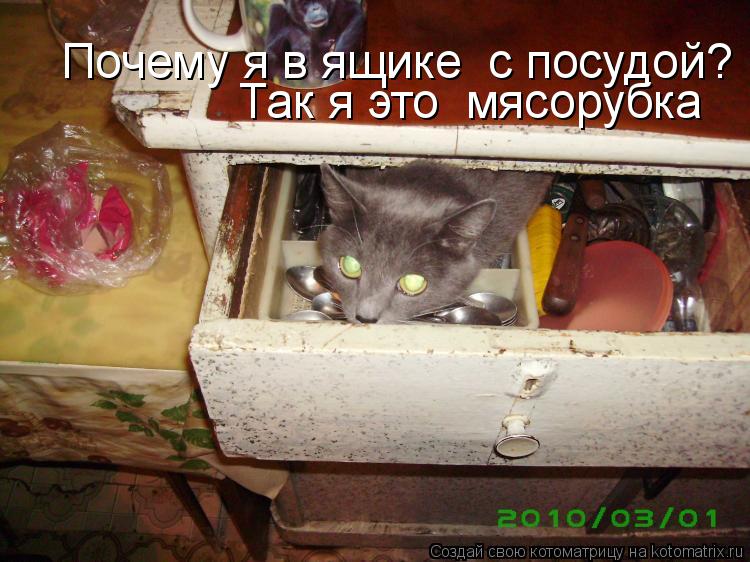 Котоматрица: Почему я в ящике  с посудой?   Так я это  мясорубка