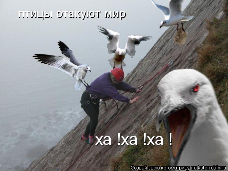 Котоматрица: птицы отакуют мир ха !ха !ха !