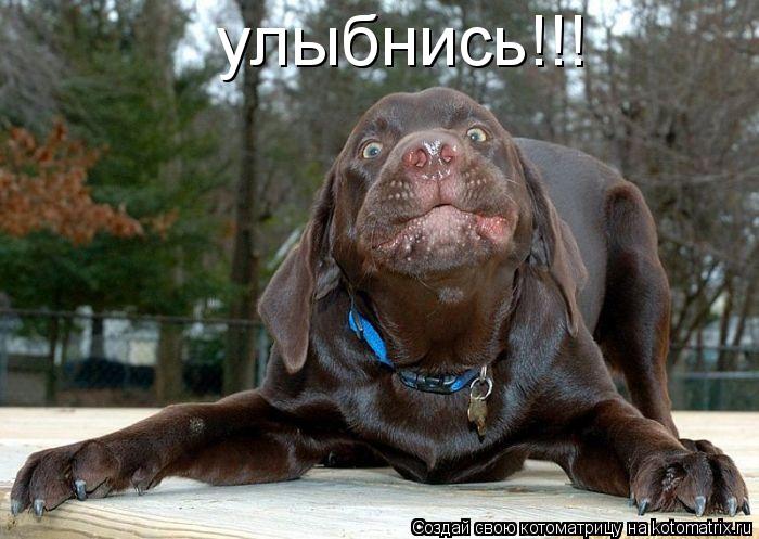Котоматрица: улыбнись!!!