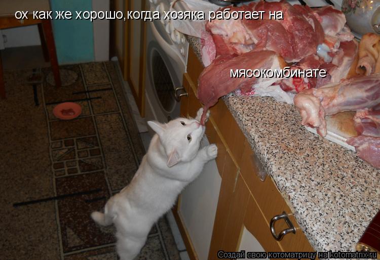 Котоматрица: ох как же хорошо,когда хозяка работает на  мясокомбинате