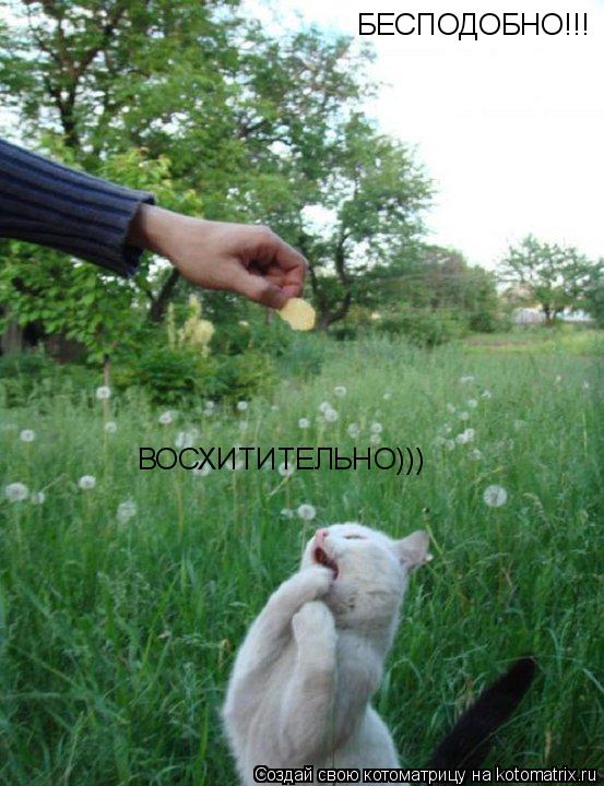 Котоматрица: БЕСПОДОБНО!!! ВОСХИТИТЕЛЬНО)))