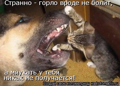 Странно - горло вроде не болит, а мяукать у тебя никак не получается!... Котоматрица: Странно - горло вроде не болит, а мяукать у тебя никак не получается!
