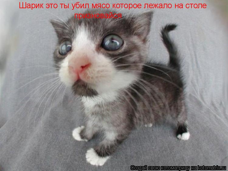 Котоматрица: Шарик это ты убил мясо которое лежало на столе призновайся