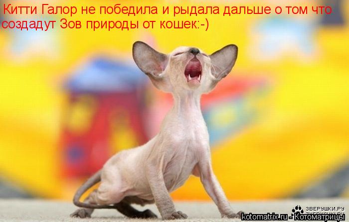 Котоматрица: Китти Галор не победила и рыдала дальше о том что создадут Зов природы от кошек:-)