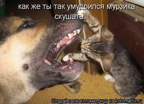 Котоматрица: как же ты так умудрился мурзика  скушать