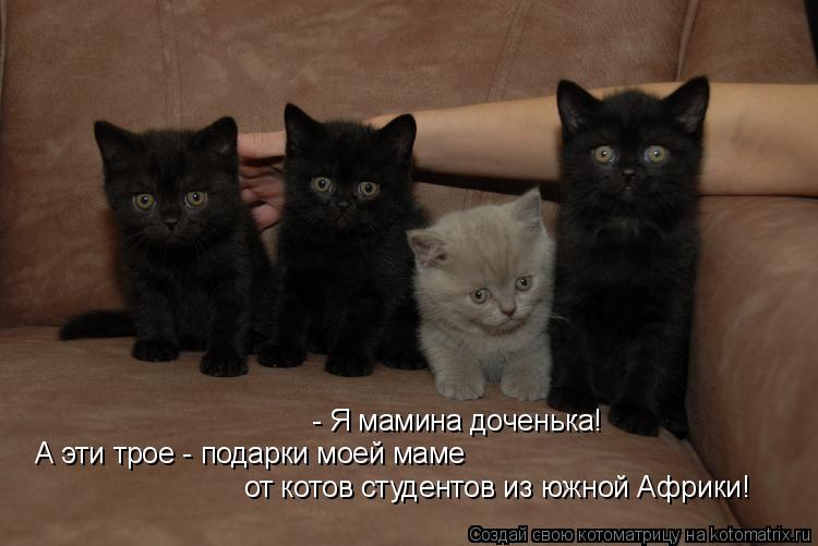 Котоматрица: - Я мамина доченька!  А эти трое - подарки моей маме от котов студентов из южной Африки!