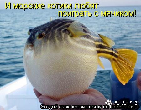 Котоматрица: И морские котики любят  поиграть с мячиком!