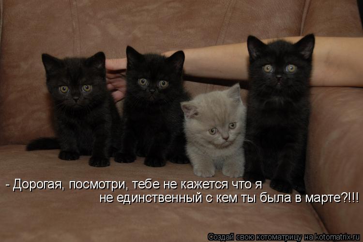Котоматрица: - Дорогая, посмотри, тебе не кажется что я не единственный с кем ты была в марте?!!!