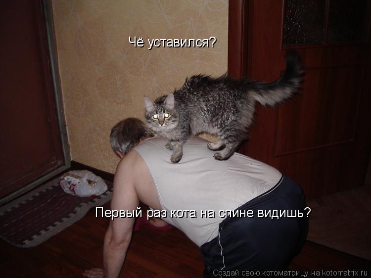 Котоматрица: Чё уставился? Первый раз кота на спине видишь?