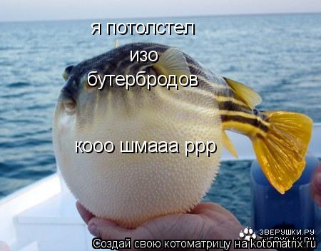 Котоматрица: я потолстел изо бутербродов кооо шмааа ррр