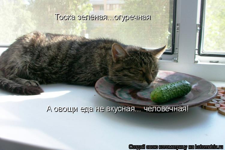 Котоматрица: Тоска зелёная...огуречная А овощи еда не вкусная... человечная!
