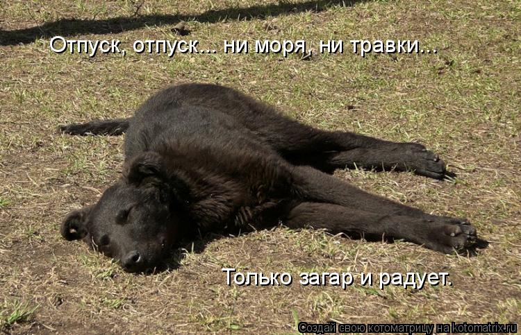 Котоматрица: Отпуск, отпуск... ни моря, ни травки... Только загар и радует.